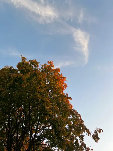 Golden hour glow kissing the autumn leaves.